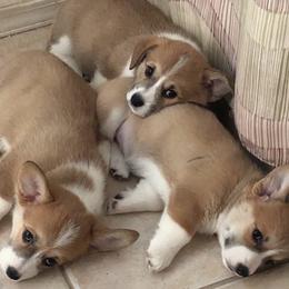 American Corgis and Pembroke Welsh Corgis from Dragonfly Ranch Corgis