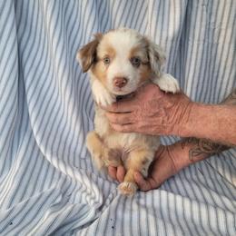 Miniature Australian Shepherd Puppies from Rutland Aussies