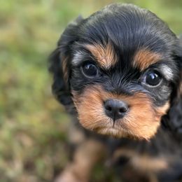 Cavalier King Charles Spaniels from Becky's Cavalier King Charles Spaniels