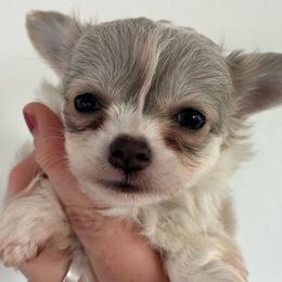 Gidget - Blue and white female Chihuahua puppy in Coweta, Oklahoma from Green Country Chihuahuas