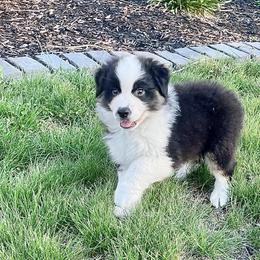 Roman - Black tri-color male Australian Shepherd puppy in Loda, Illinois from Pilcher Farms