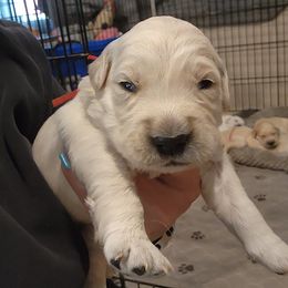 Red - Golden female Golden Retriever puppy in Lucasville, Ohio from Halo Kennels