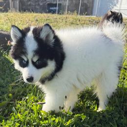 Diesel - Black and white male Pomsky puppy in Mc Minnville, Oregon from West Coast Pomskies