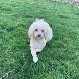 Daisy - Fawn female Havanese puppy in Ada, Michigan from ForestHillsHavanese