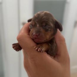 Bruno - Dapple male Dachshund puppy in Clovis, California from Lil Sausage Co