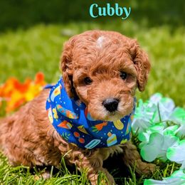 Cubby - Red  male Goldendoodle puppy in Alta, Utah from BestieDoodles