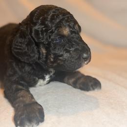 Ranger - Merle male Goldendoodle puppy in Saint Louis, Missouri from Jax Doodles