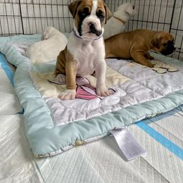 Boxer Puppies from Martinez Boxers of Central Florida