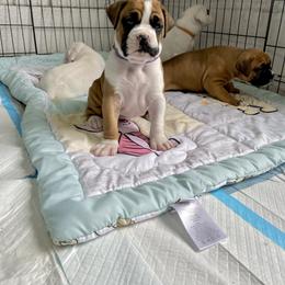 Boxer Puppies from Martinez Boxers of Central Florida