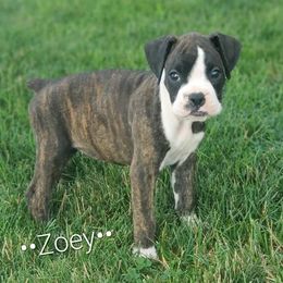 Zoey - Brindle female Boxer puppy in Newville, Pennsylvania from Zimmerman's Pets