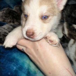 Siberian Husky Puppies from Feazell’s Siberian Huskies