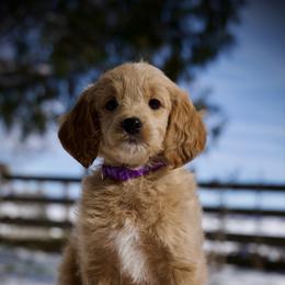 Ziti - Apricot female Goldendoodle puppy in Mc Arthur, California from California Golden Love