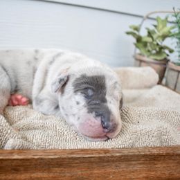 Salchicha - Blue and white Great Dane puppy in Fort Worth, Texas from Cowtown Danes