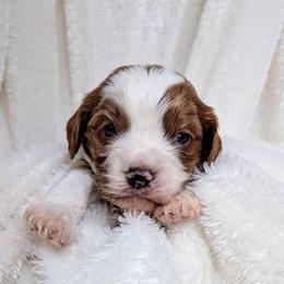 Baby Boy 2 - Blenheim Cavapoo puppy in Sisters, Oregon from Saunders Hideaway Homestead