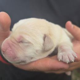 Yellow Male - Yellow male Labrador Retriever puppy in Conway, Missouri from Patton's Triple Pine Farm