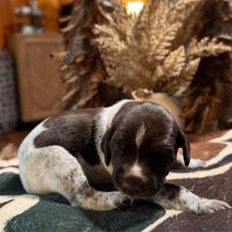 Oak - White and liver male German Shorthaired Pointer puppy in Georgia from CMC Farms