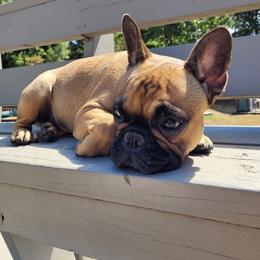 Selena - Fawn and white female French Bulldog puppy in Neosho, Missouri from Norris Frenchies