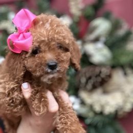Samantha - Red  female Goldendoodle puppy in Mint Hill, North Carolina from DoodleForever