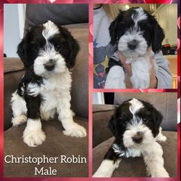 Christopher Robin - Black white and tan male Cockapoo puppy in Zanesville, Ohio from Oodles of Doodles & Poos