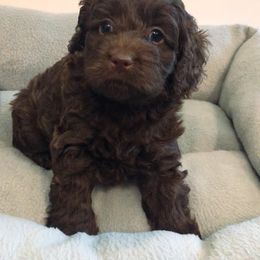 Cockapoo Puppies from Oodles of Doodles and Love