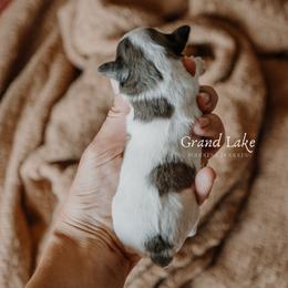 Aspen - Merle female Schnoodle puppy in Grove, Oklahoma from Grand Lake Poodles & Doodles