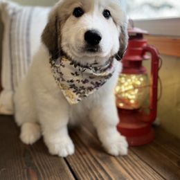 Great Pyrenees Puppies from White O'Morn Farm AKC Great Pyrenees