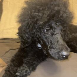 Hades - Poodle