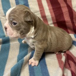 Mugsy - Lilac male Boston Terrier puppy in Corning, California from SB Bostons / Raksha Malinois