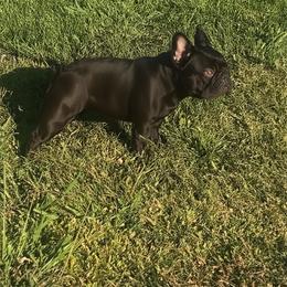 Hazel - French Bulldog