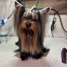 Zar - Yorkshire Terrier
