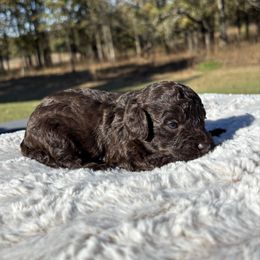 Sierra - female Australian Mountain Doodle puppy in Bristow, Oklahoma from 10-Acre Woods Cockapoos