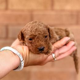 Sunny - Red female Cavapoo puppy in Saint George, Utah from Fitzdoodles