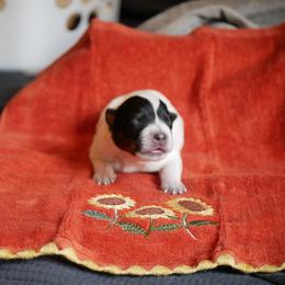 G3 - Blue female Australian Cattle Dog puppy in Buffalo Valley, Tennessee from Buffalo Valley Breeders