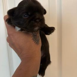 Barnaby - Chocolate male Shih Tzu puppy in Manahawkin, New Jersey from Lilly’s Seashore Shih Tzus