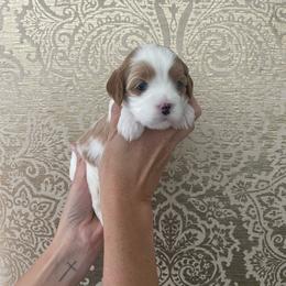 Orange girl - Blenheim female Cavapoo puppy in Palo Cedro, California from Goosehill Doodles