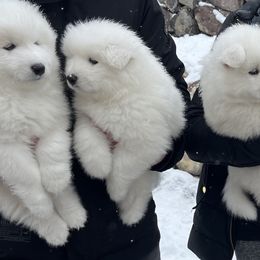 Samoyed Puppies from Sugar Sweet Samoyeds