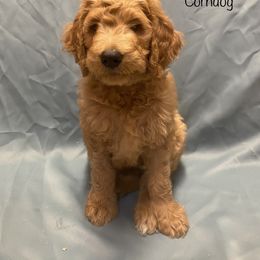 Goldendoodle Puppies from Main Street Goldendoodles