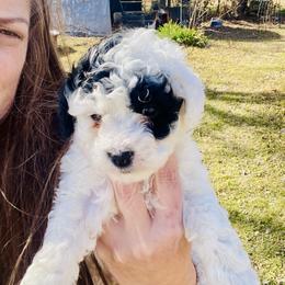Akc - Patches - toy poodle small - Parti male Poodle puppy in Fort Worth, Texas from Ashley Ross Toy Poodles (AKC)