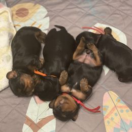 Cavalier King Charles Spaniel Puppies from Royal Mile Cavaliers