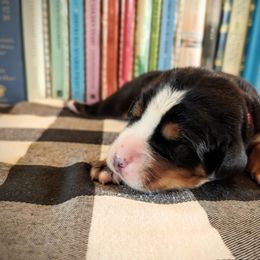 Pink Girl (Charlotte) - Black, white and red female Greater Swiss Mountain Dog puppy in Edinboro, Pennsylvania from Greater Swiss of Whitetail Acres