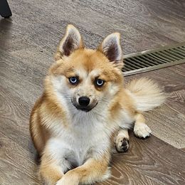 Felix - Pomsky