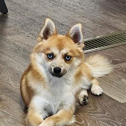 Felix - Pomsky