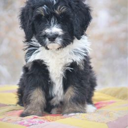Bernedoodle Puppies from Richardville Hunde