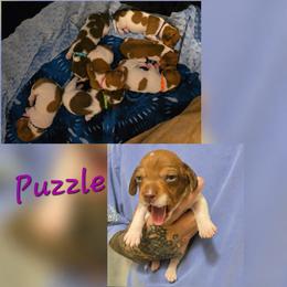 Puzzle - Piebald male Dachshund puppy in New Caney, Texas from BouncinMiniWeenies