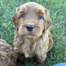 Goldendoodle and Labrador Retriever Puppies from BV Labs & Doodles