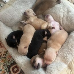 Chihuahua Puppies from Van Ausdoll Kennels