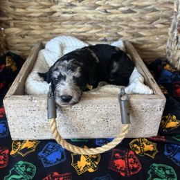 Harry Potter - Blue merle male Bordoodle puppy in Valley Center, California from Circle R Valley Farms