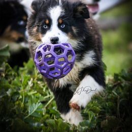 Aussiedoodle and Australian Shepherd Puppies from Double M Aussies