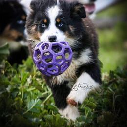 Aussiedoodle and Australian Shepherd Puppies from Double M Aussies