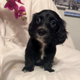 Pitbull - Black male Dachshund puppy in Kentucky from Wonderful Weiners